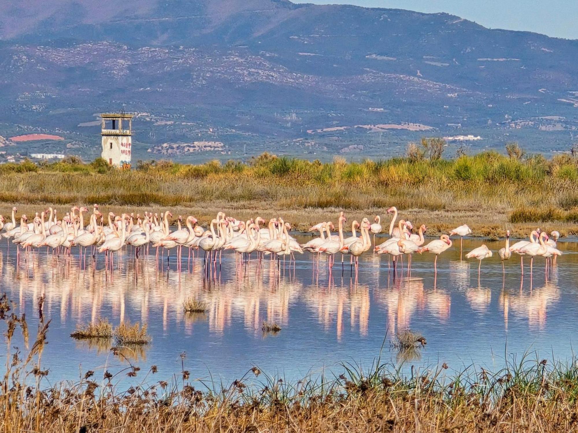 نيا بوتيدايا Flamingo View Suites & Villas المظهر الخارجي الصورة